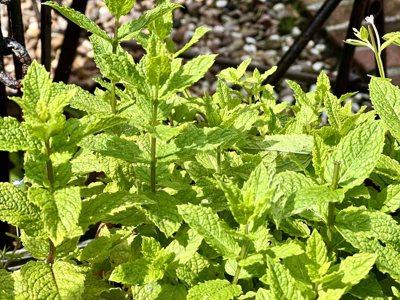 There are many types of mint and all thrive in our climate